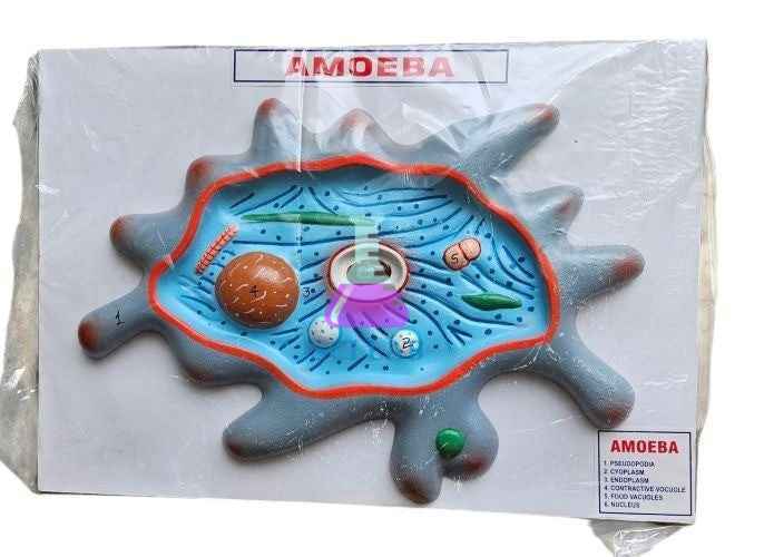 Amoeba Cell Structure Model
